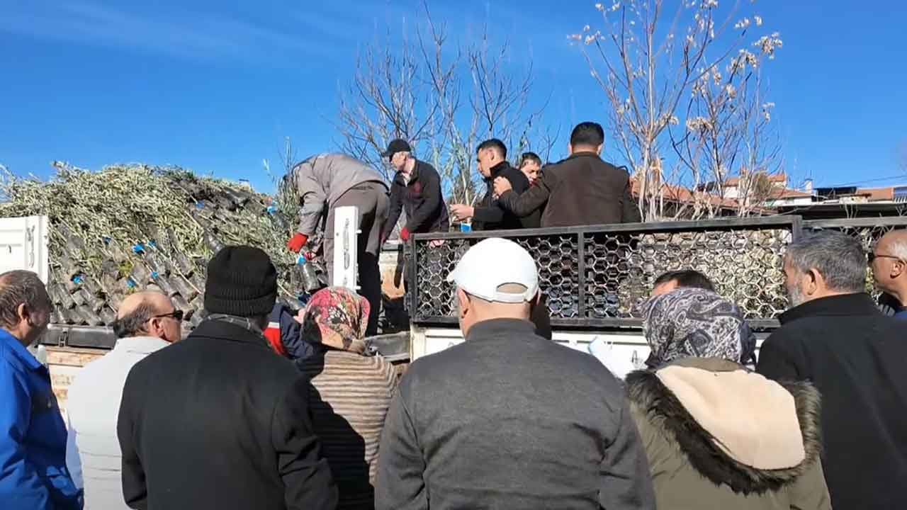 Uşak'ta 11 bin 605 adet zeytin fidanı dağıtıldı