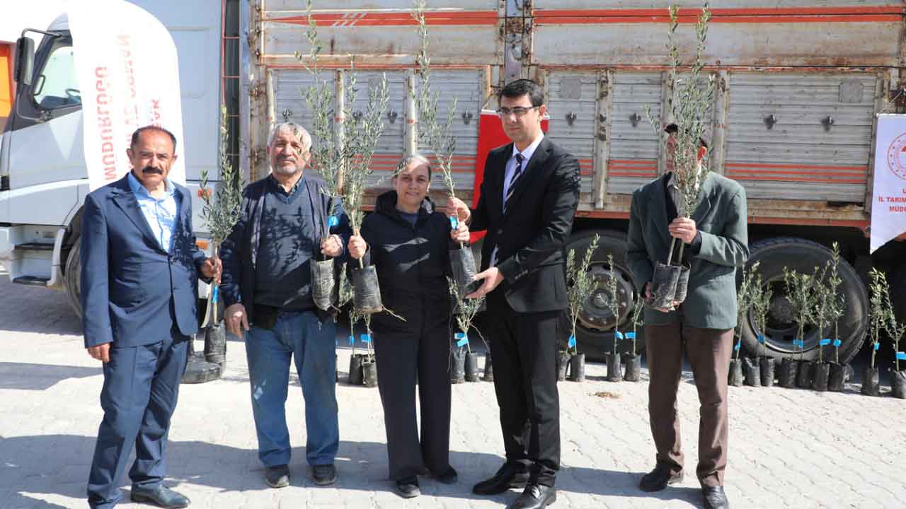Uşak’ta Zeytin Üretimi İçin Yeni Adım Fidan Dağıtımı Yapıldı