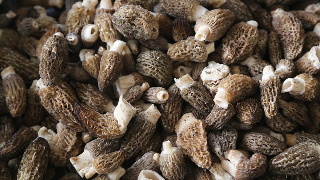 Kuzu Göbeği Mantarı Doğru Tüketilirse Şifa, Yanlış Pişirilirse Tehlike