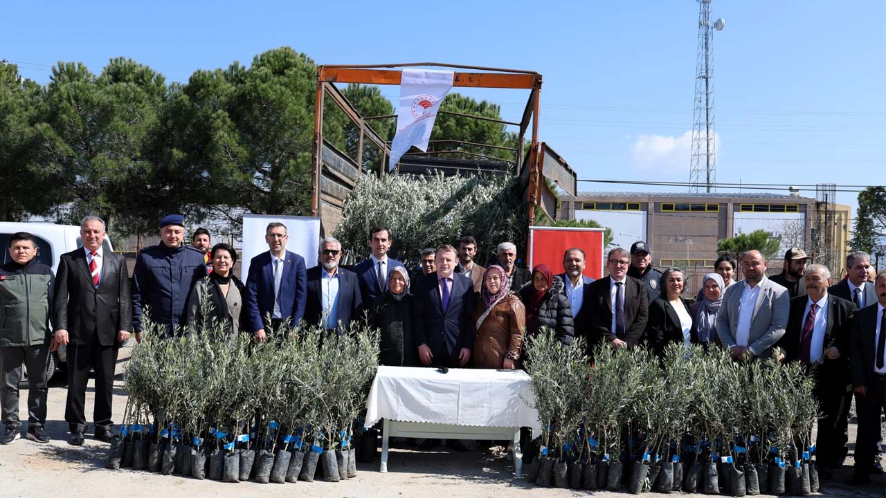 Uşak’ta Zeytin Seferberliği Binlerce Fidan Toprakta