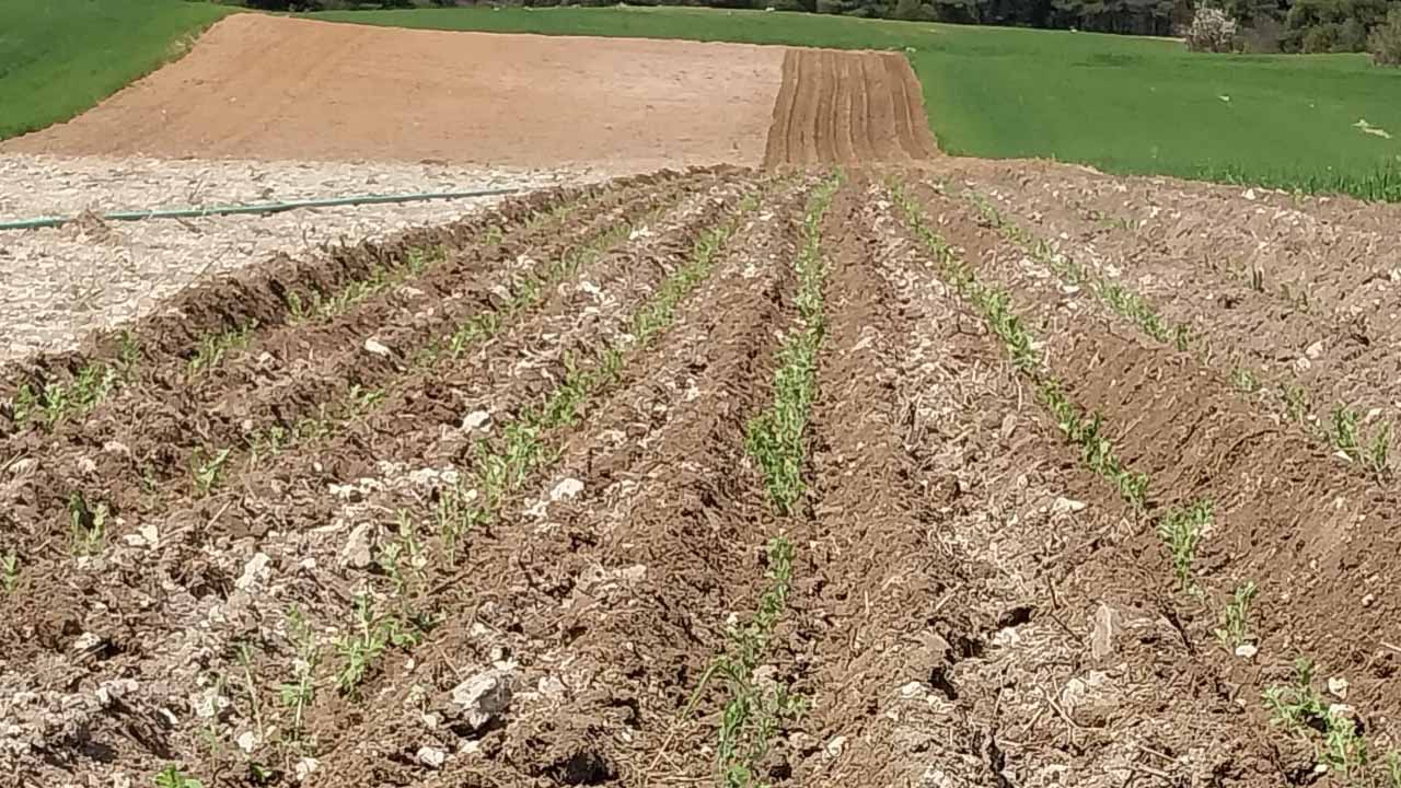 Ulubey'de Boncuk Kekik Dikimi Başladı