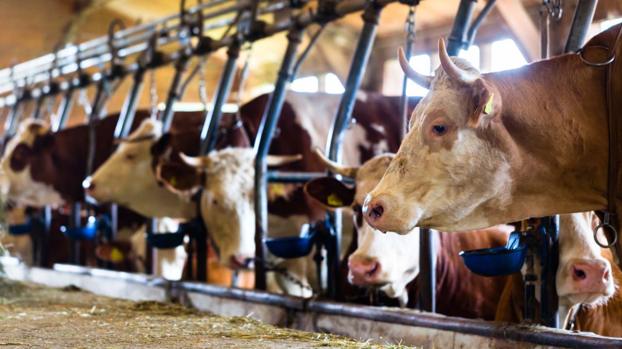 Kurban Pazarı Alev Alev! Fiyatlar Zirveyi Gördü, Büyükbaşta Rekor Seviye