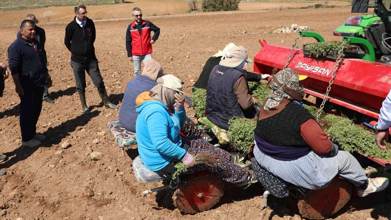 Uşak’ta 684 Ton Kekik Üretimi Bekleniyor