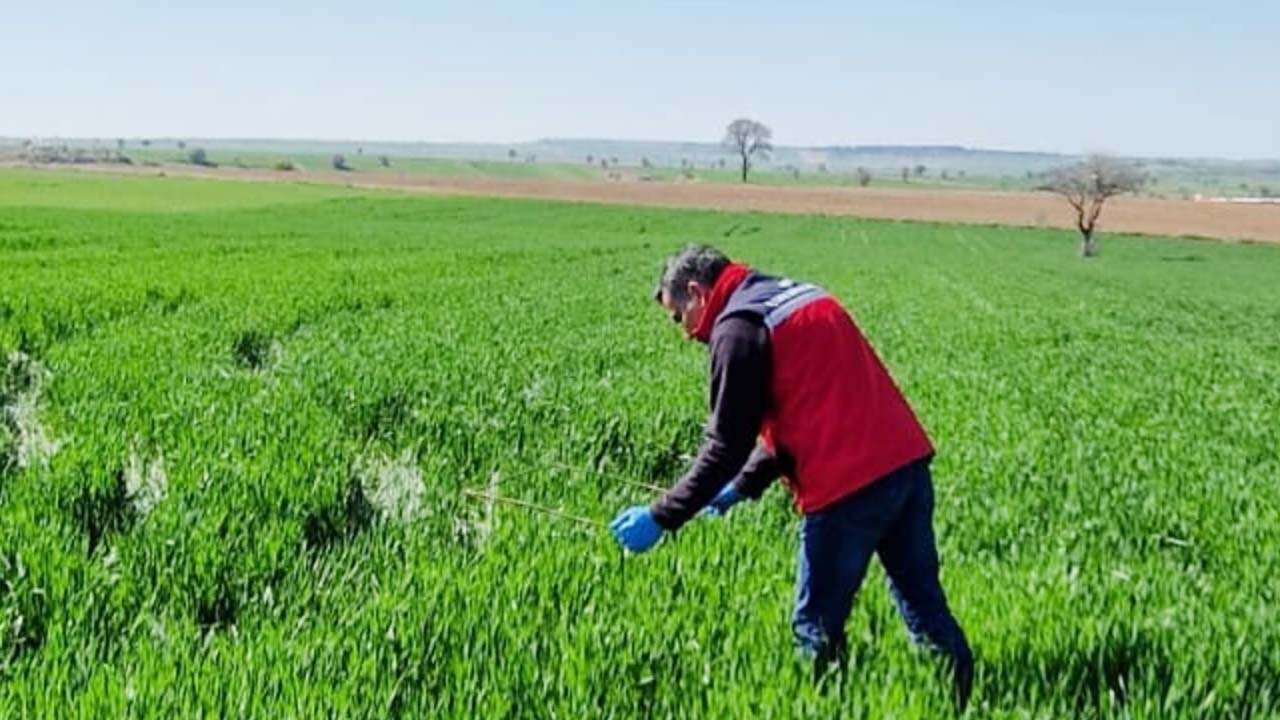 Uşak’ta 195 Bin Dekar Alanda Süne Mücadelesi