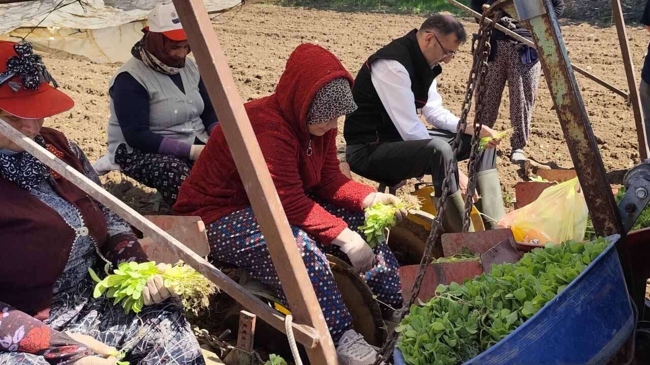 Uşak’ta Tütün Üretiminde Türkiye’de Dördüncü Sırada