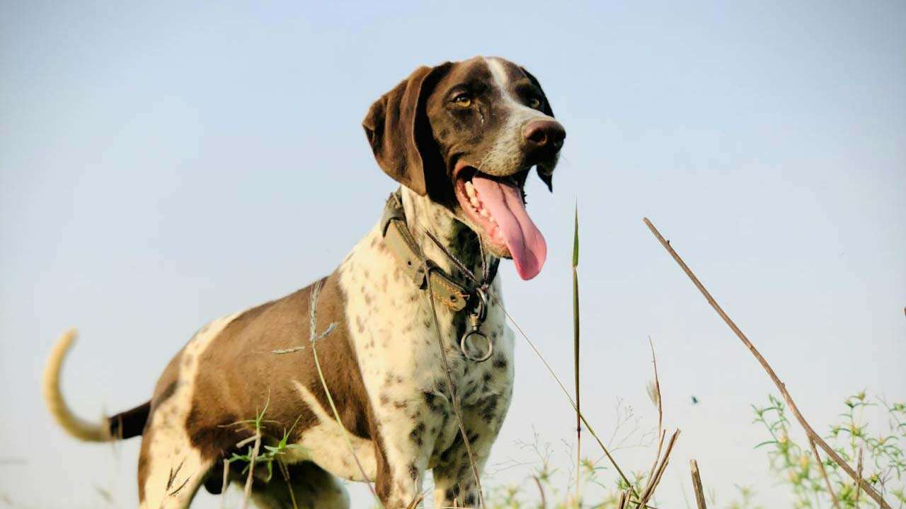 Uşak'ta Fermalı Av Köpekleri Mera Yarışması Yapılacak