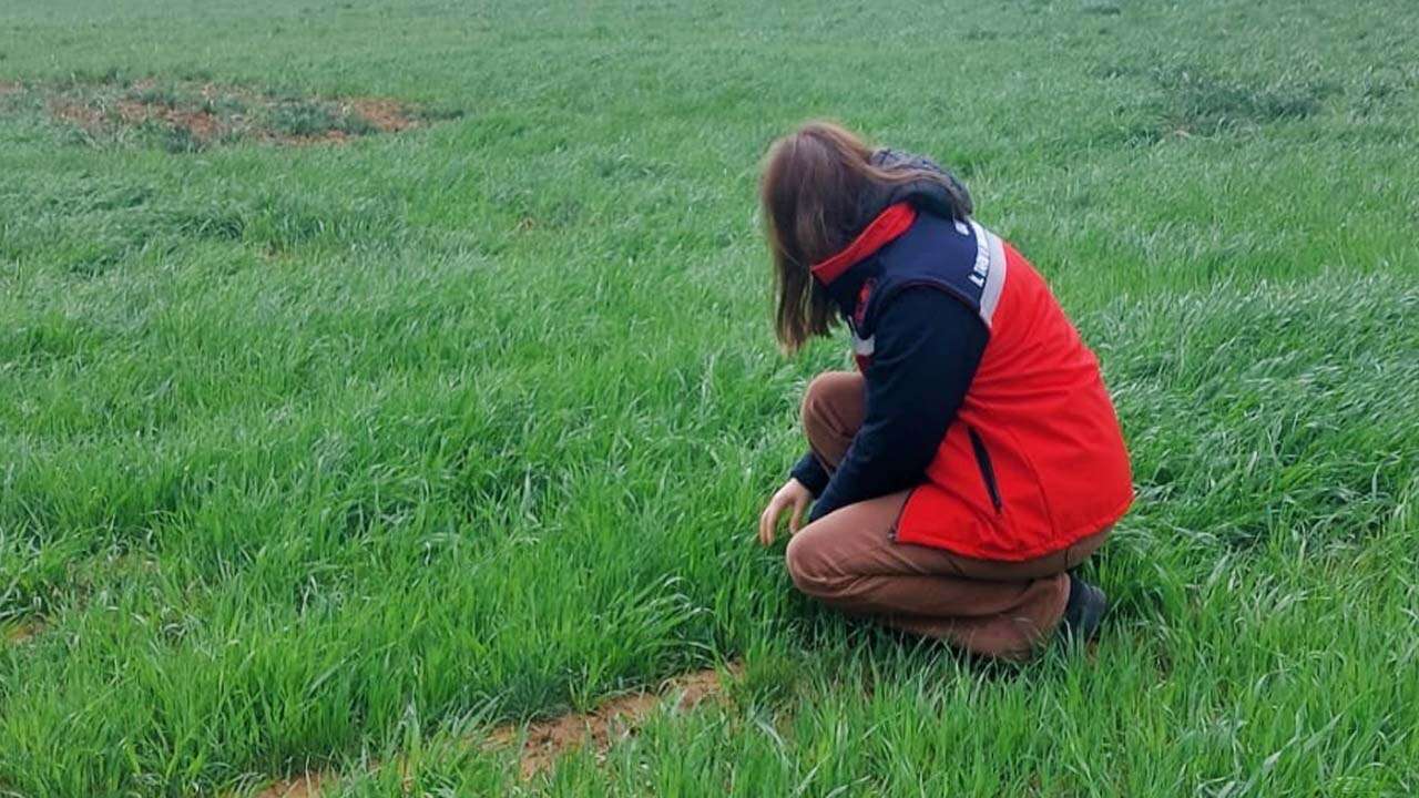 Banaz ve Sivaslı’da Buğday Üreticilerine Sarı Pas Bilgilendirmesi