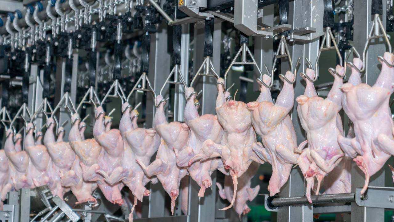Uşak'ta Beyaz Et Sektöründe Haksız Fiyat Artışı Operasyonu