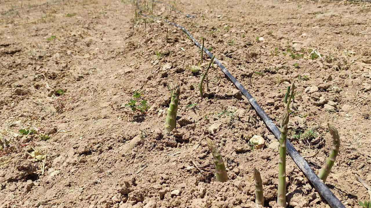 Uşak’ta 80 Dekar Alanda Kuşkonmaz Üretimi Yapılıyor