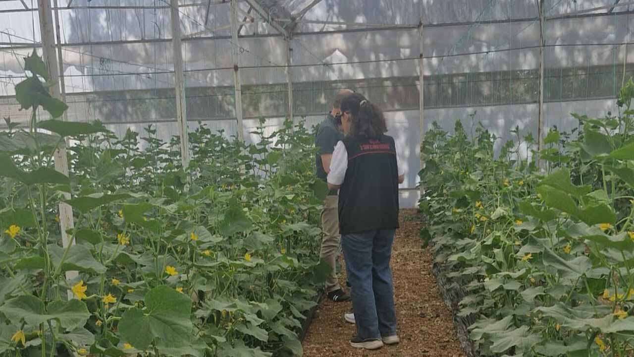 Uşak’ta Hasat Öncesi Pestisit Denetimi