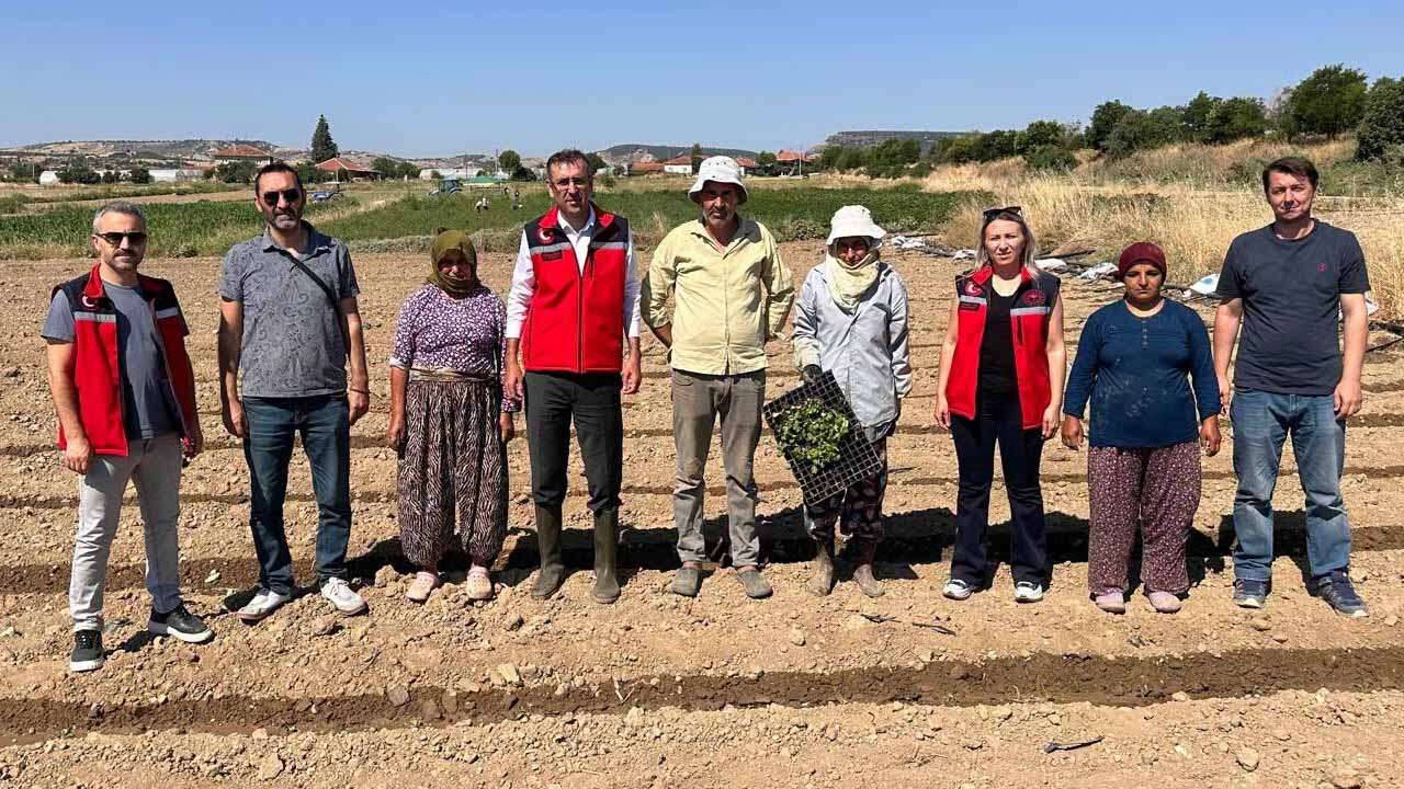 Uşak’ta Kışlık Sebze Üretimine Yüzde 75 Hibe Desteği