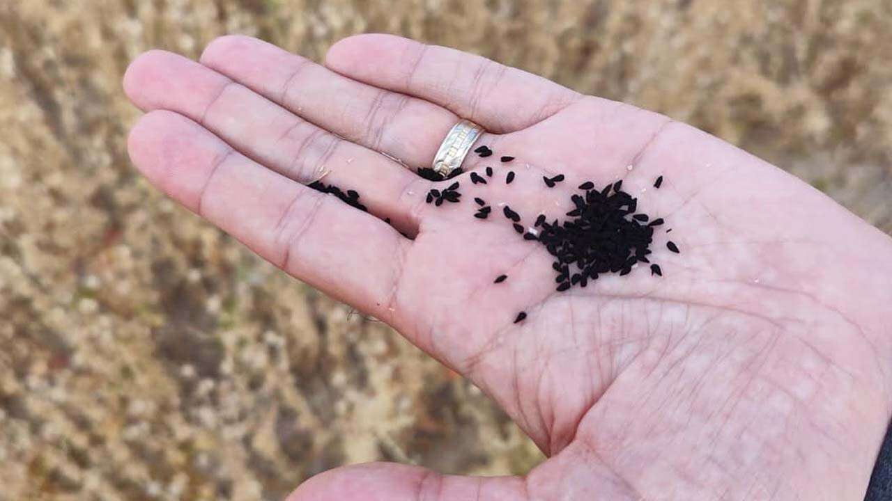 Uşak Tarlalarından 4 Bin 557 Ton Çörek Otu Çıkıyor