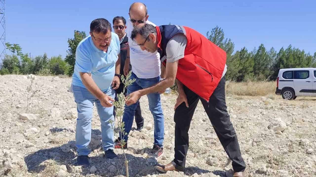 Uşak'ta Gemlik Zeytini Denemesi Sürüyor, İlk Sonuçlar Yerinde İncelendi