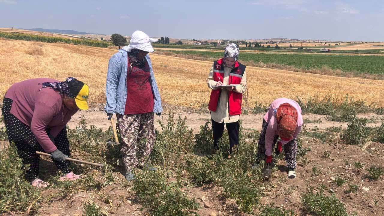 Üretimin Nabzı Tarlalarda Tutuluyor, Uşak'ta Kapsamlı Saha Çalışması