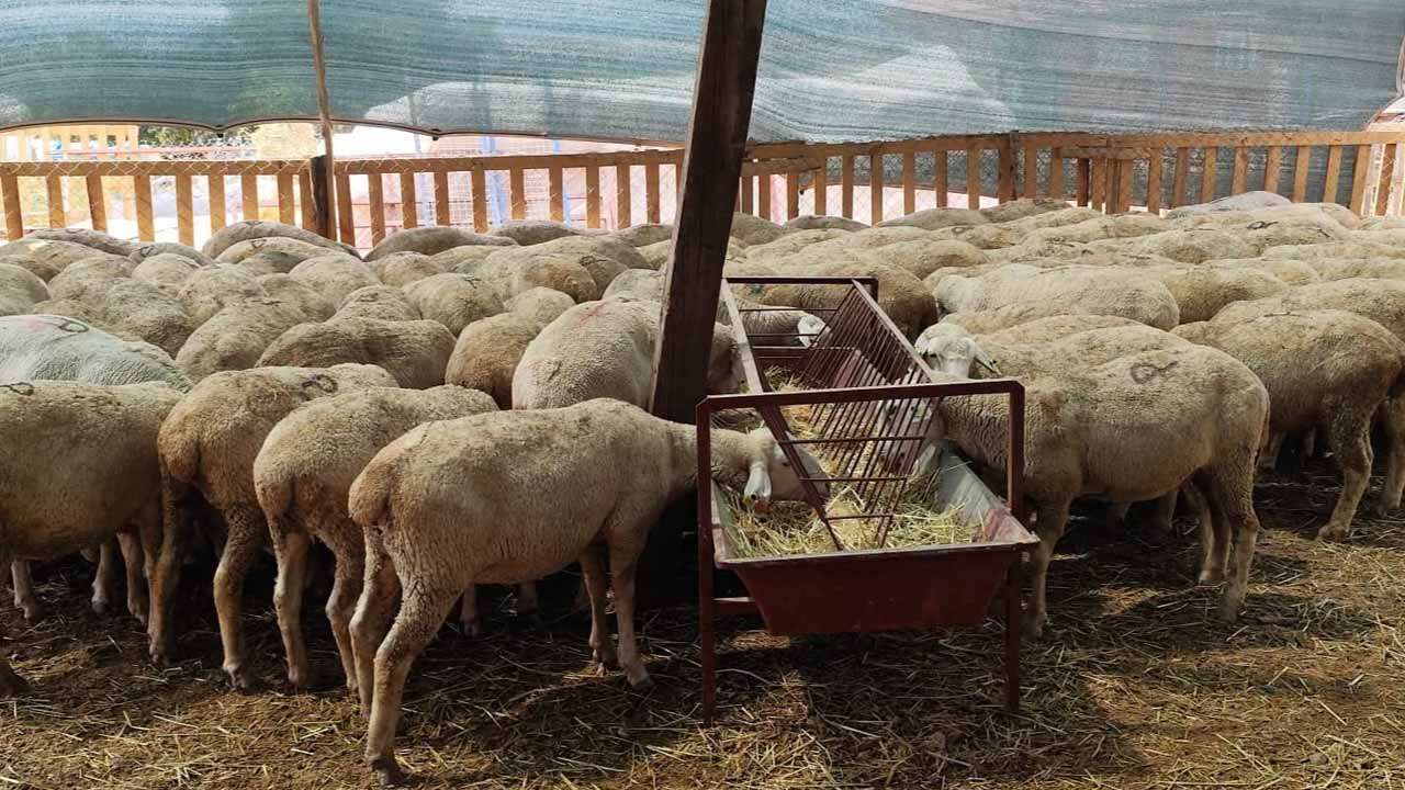 Uşak'ta Genç Kadın Yetiştiriciye 100 Küçükbaş Hayvan Desteği