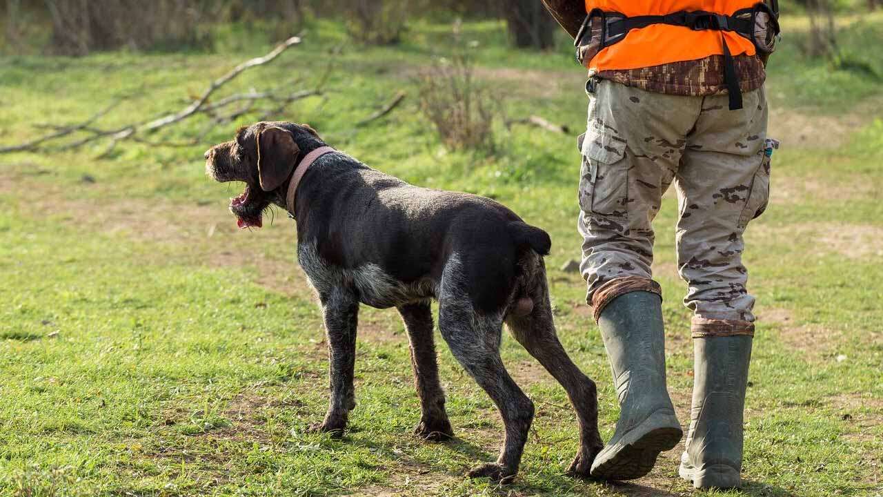 Uşak’ta Büyük Final, Dünya Şampiyonası Biletini Alacak Köpekler Belirleniyor