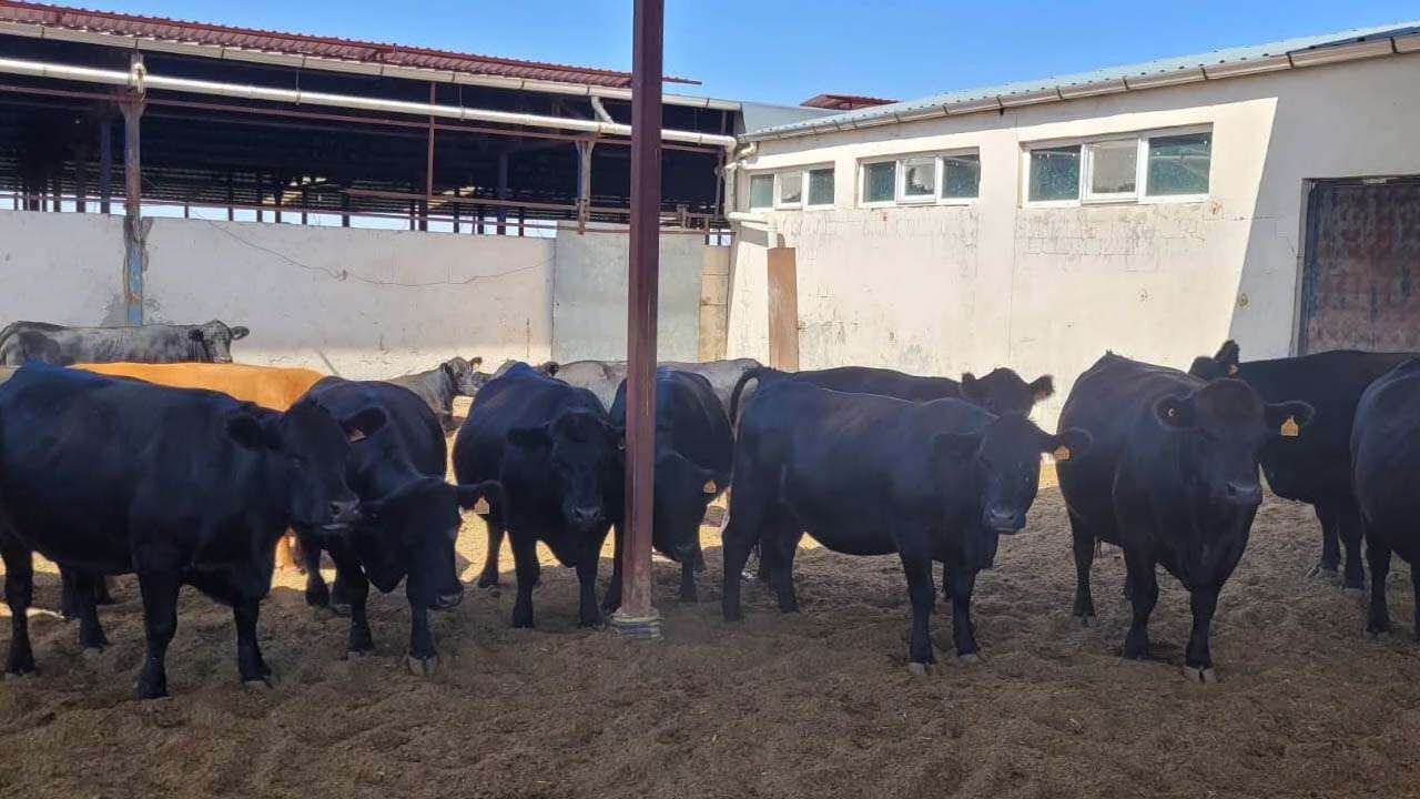 Uşak’ta Angus ve Hereford Yetiştiricilerine Destek Sürüyor
