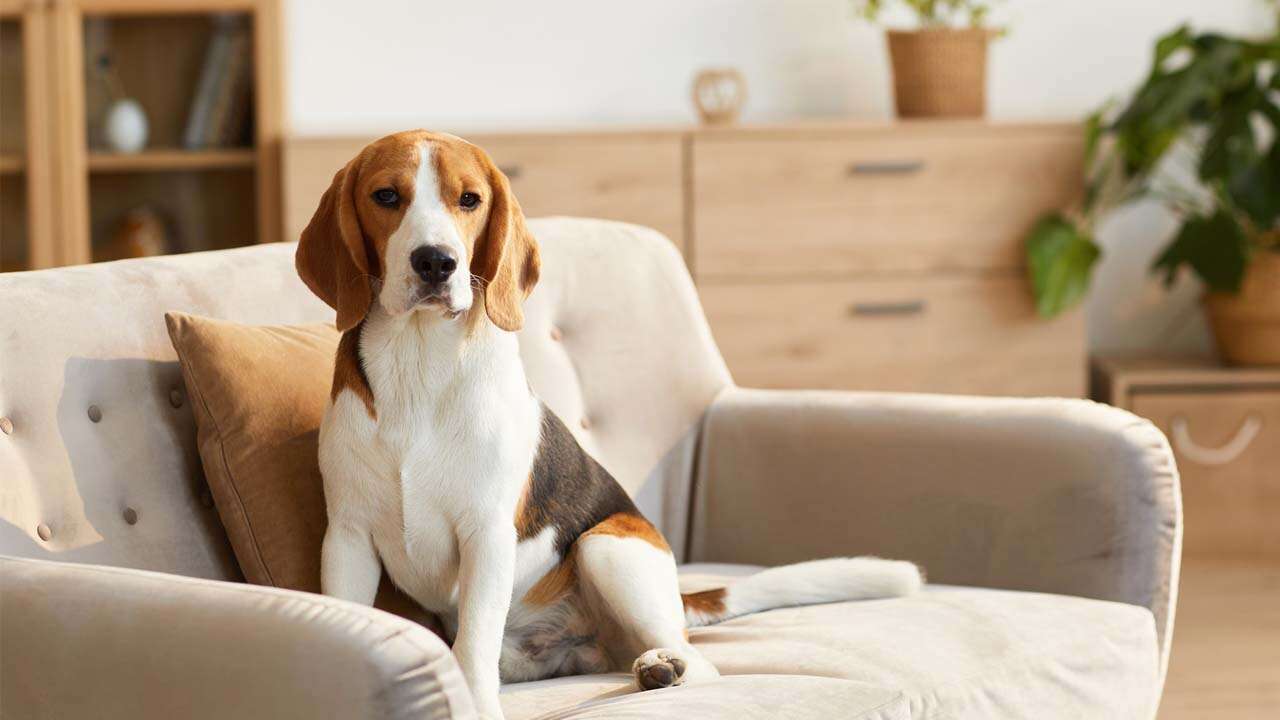Apartmanda Köpek Beslemek İsteyenlere Yeni Şart
