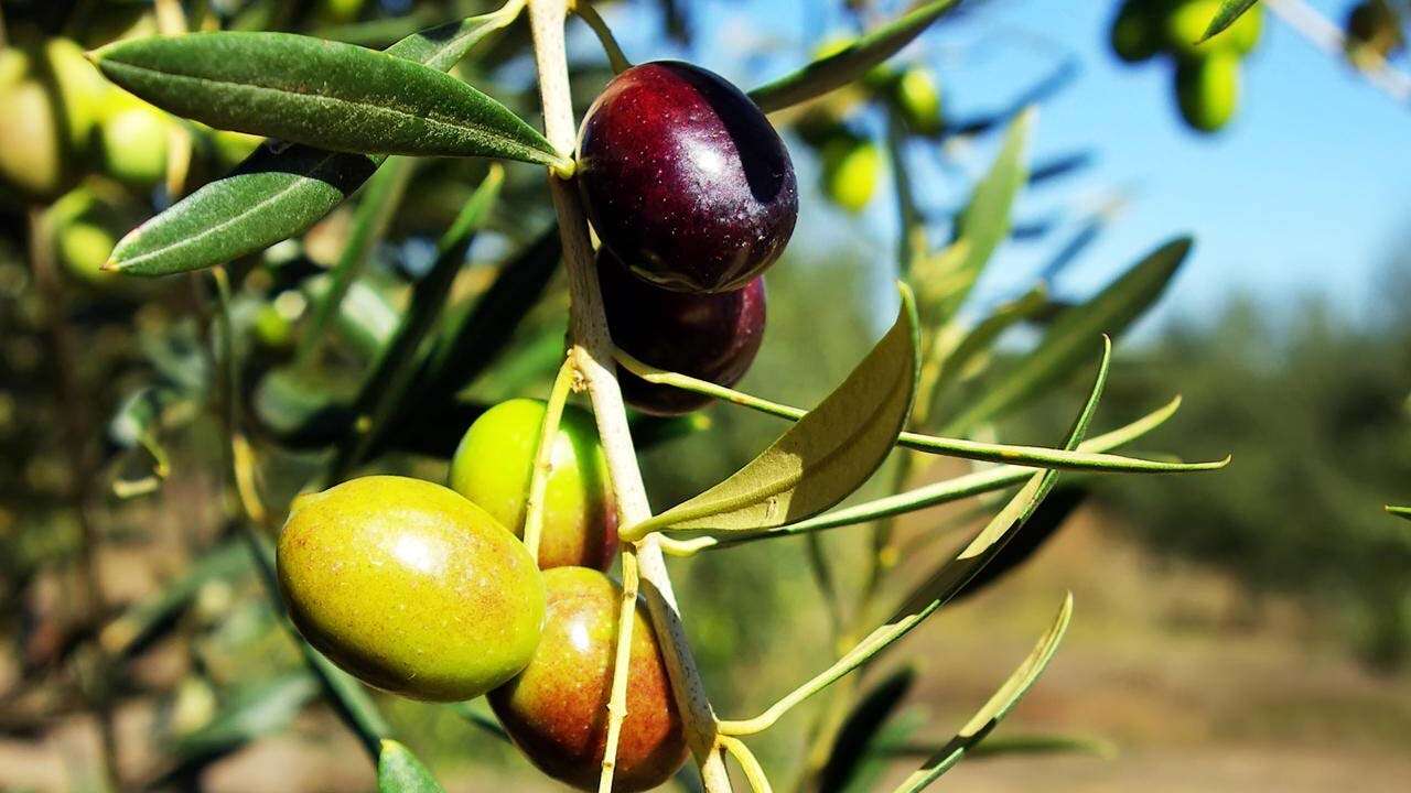Uşak’ın 34 Köyünde Yüzde 50 Hibeli Zeytin Fidanı Dağıtılacak