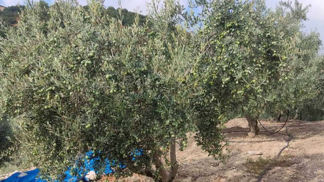 Uşak’ta Zeytin Bahçeleri İçin Önemli Uyarı
