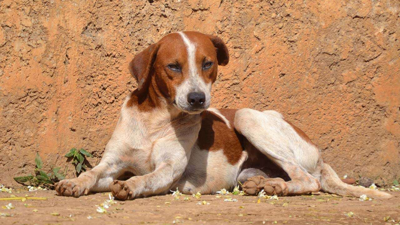 Uşak'ta 9 Bin 814 Sahipsiz Sokak Köpeği Toplandı