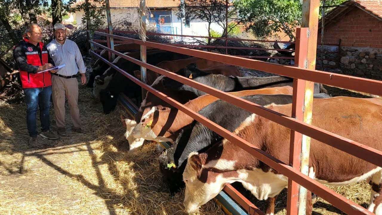 10 Bininci Hayvan Uşaklı Yetiştiriciye Teslim Edildi