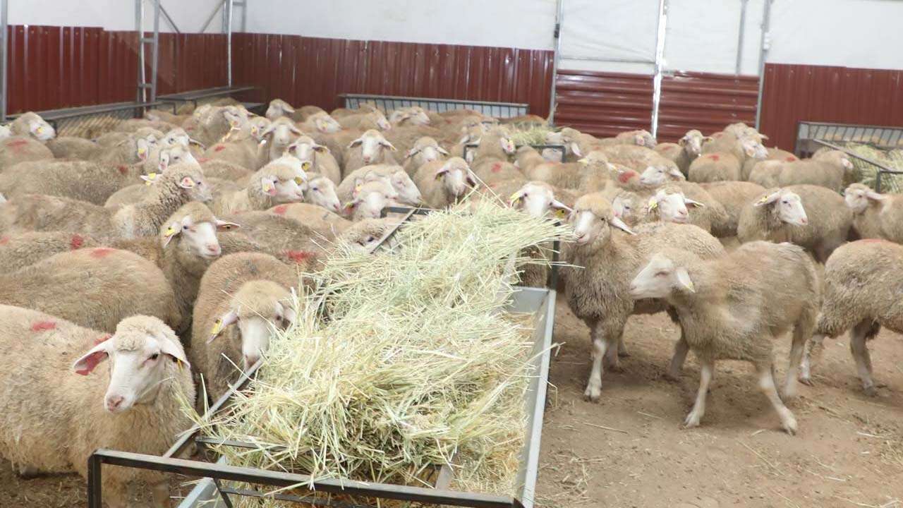 Uşaklı Üreticiye Kuzu ve Yem Desteği