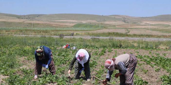 Mevsimlik işçiler dikkat: Yevmiye dışında da birçok hakkınız bulunuyor!