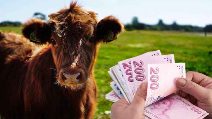 Uşaklı üreticiye buzağı başına 750 TL ödeme! Başvuruyu kaçırmayın