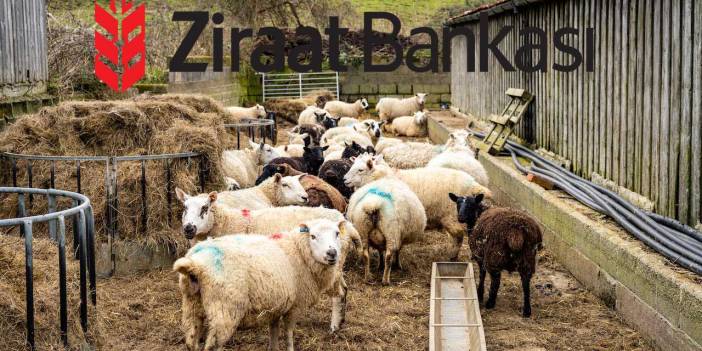 Ziraat Bankası’ndan Yem Kredisi Almak İsteyen Uşaklı Çiftçiler Nasıl Bir Yol İzlemeli?