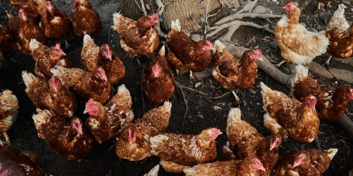 Tavuk çiftliği kurmak isteyen Uşaklılar için gezen tavukçuluk hibe ve destekleri belli oldu
