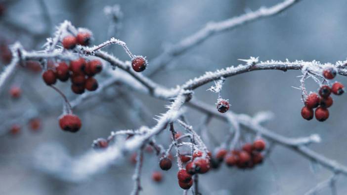Meteoroloji'den Uşak için zirai don uyarısı