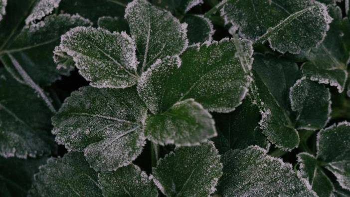 Meteoroloji uyardı: Uşak'ta zirai don bekleniyor