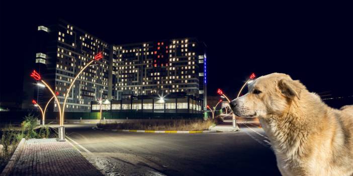 Uşak’ta sokak köpekleri öğrencileri canından bezdirdi