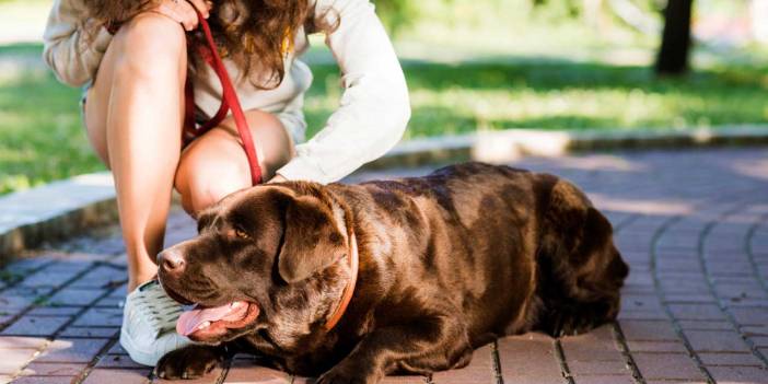 Köpek sahiplenip terk etmenin cezası 30 kat arttı
