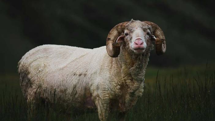 Uşşak Aşevi Vakfı'ndan 2025 yılı vekaletle kurban kesim bedelleri duyurusu