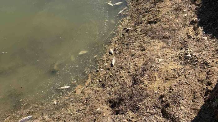 Uşak’ta Göğem Göleti’ndeki Balık Ölümleri Ekipleri Harekete Geçirdi