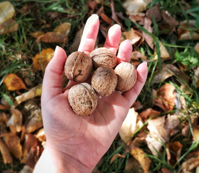 eldeki-ceviz-lekesi-nasil-cikar.jpg