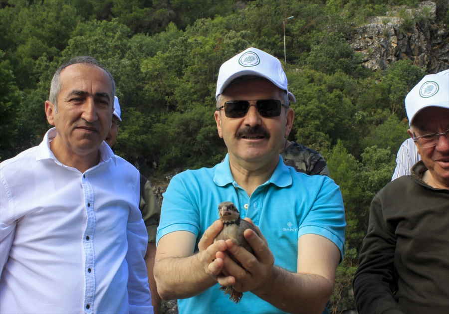 usakta-750-kinali-keklik-dogaya-salindi-3.jpg