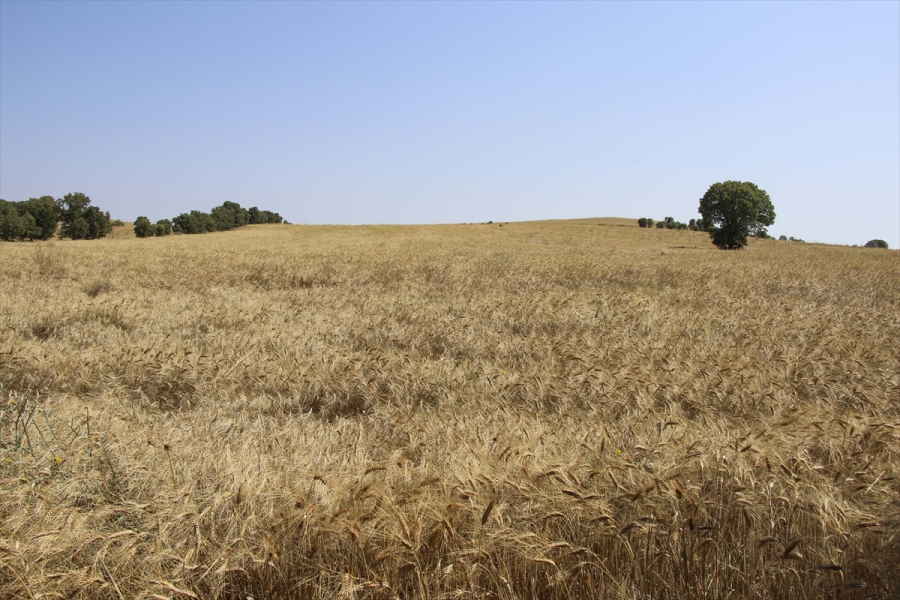 aa-20230712-31658369-31658363-usakta-70-bin-hektar-alanda-bugday-hasadi-basladi.jpg