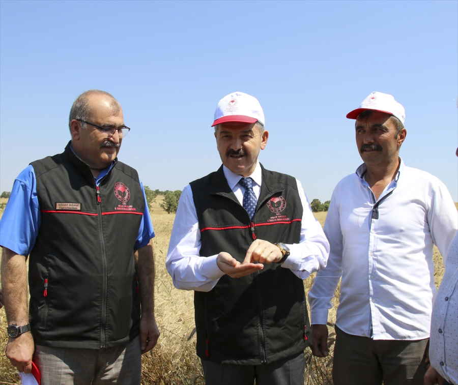 aa-20230712-31658369-31658364-usakta-70-bin-hektar-alanda-bugday-hasadi-basladi.jpg