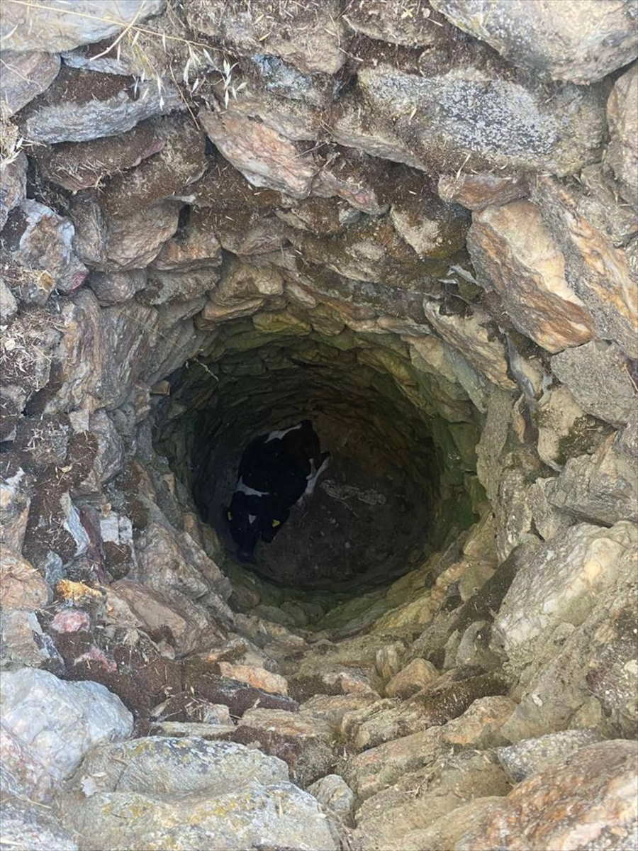aa-20230802-31822964-31822961-usakta-kuyuya-dusen-buzagi-kurtarildi.jpg