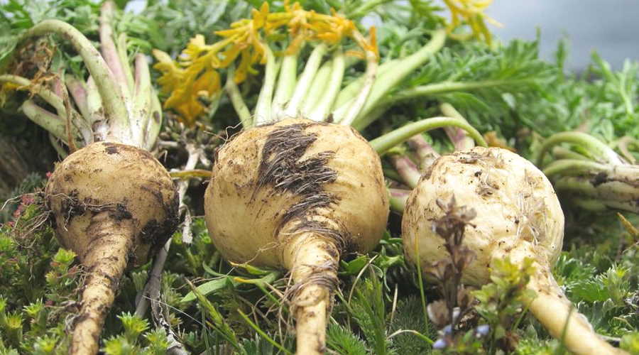 maca-bitkisi.jpg