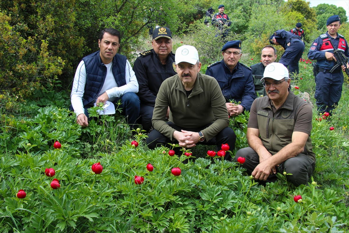itecik-lalesi-4.jpg