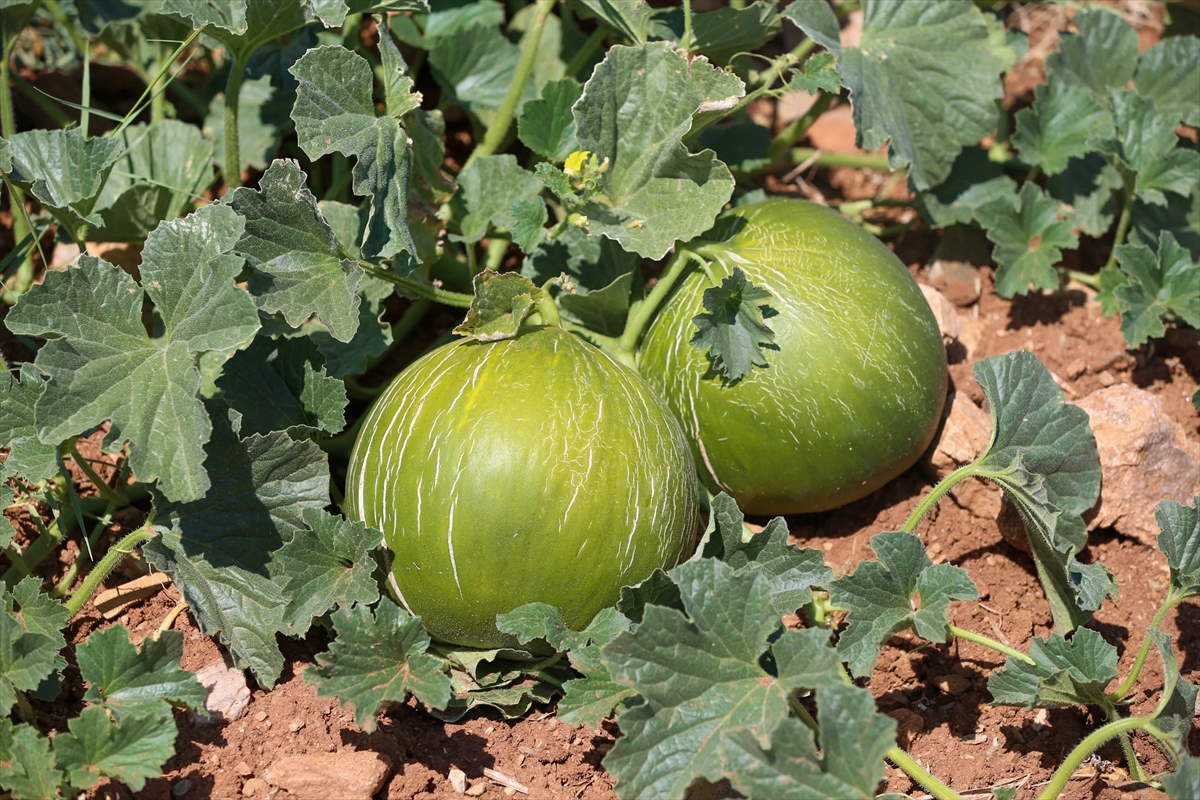karahalli-kavununda-hasat-basladi-3.jpg