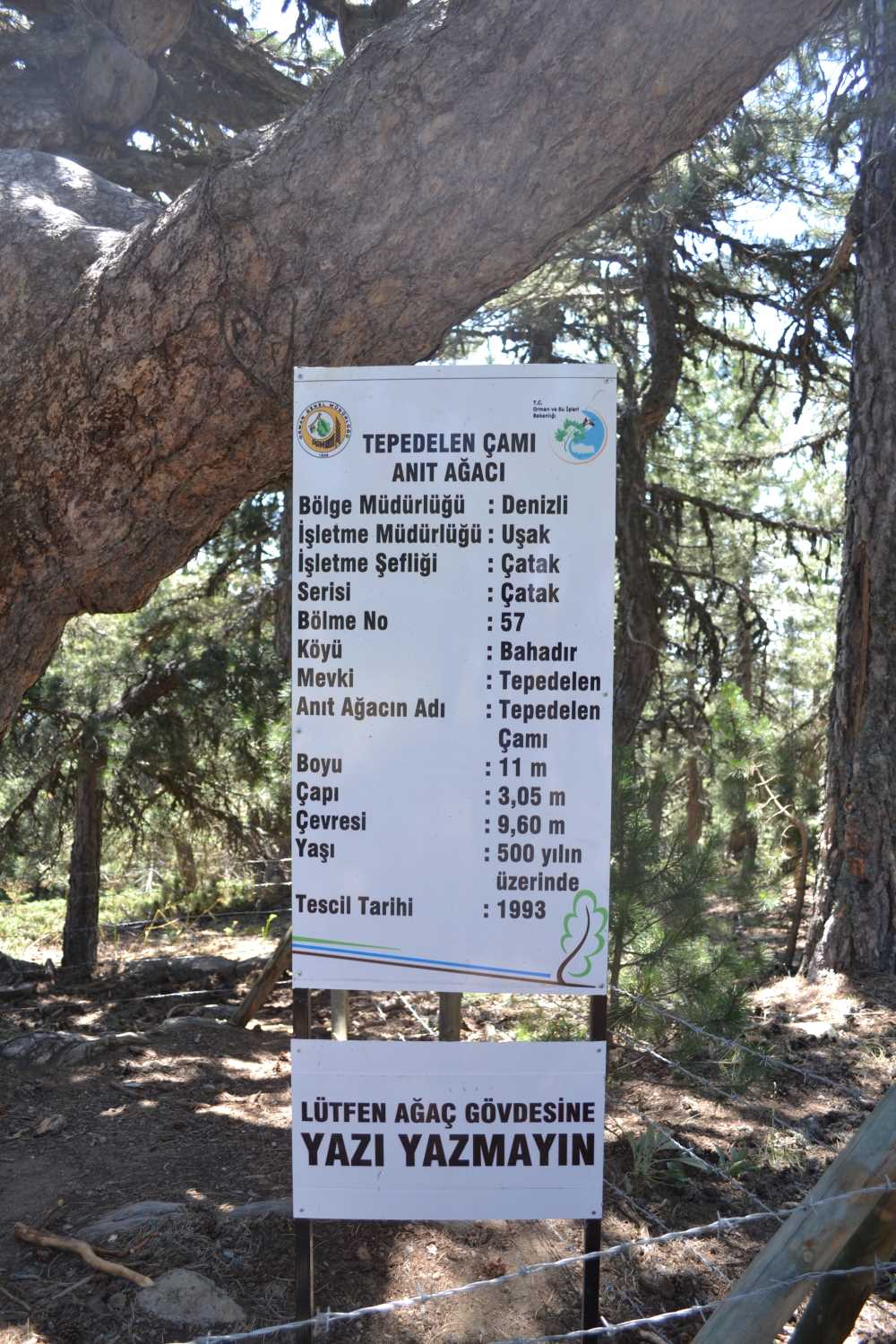 banazin-anit-agaci-tehlikede.jpg