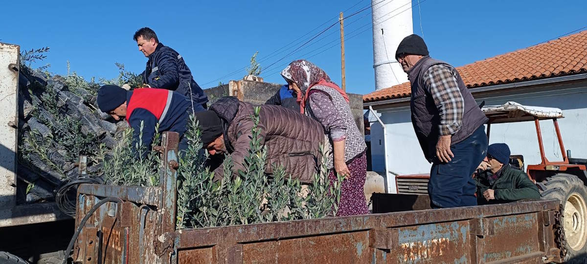 zeytin-fidesi-1.jpg