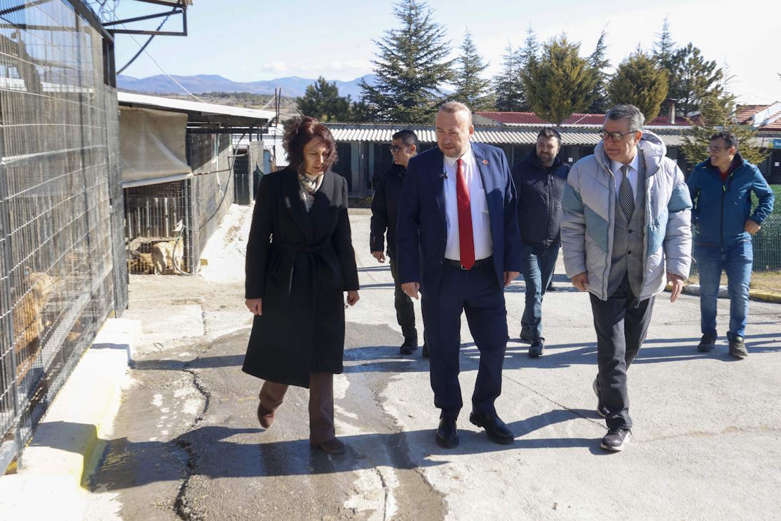sokak-hayvanlari-1.jpg