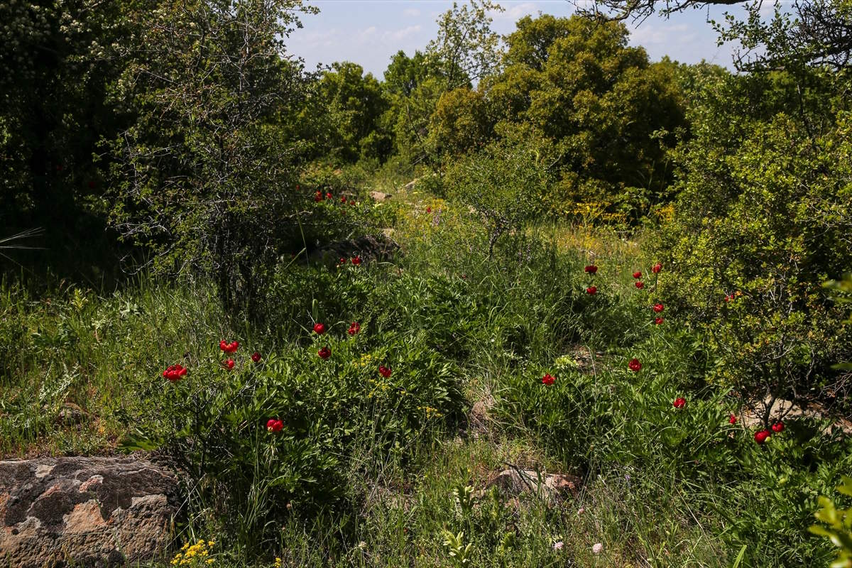 itecik-lalesi-3.jpg