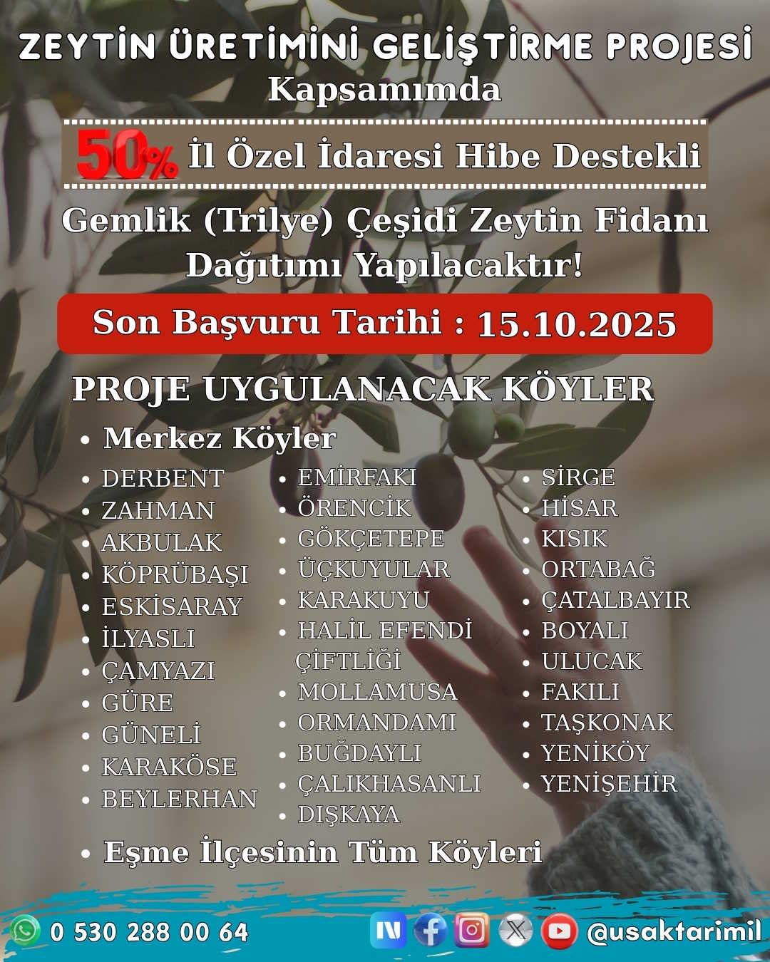 zeytin-fidani-hibe.jpg